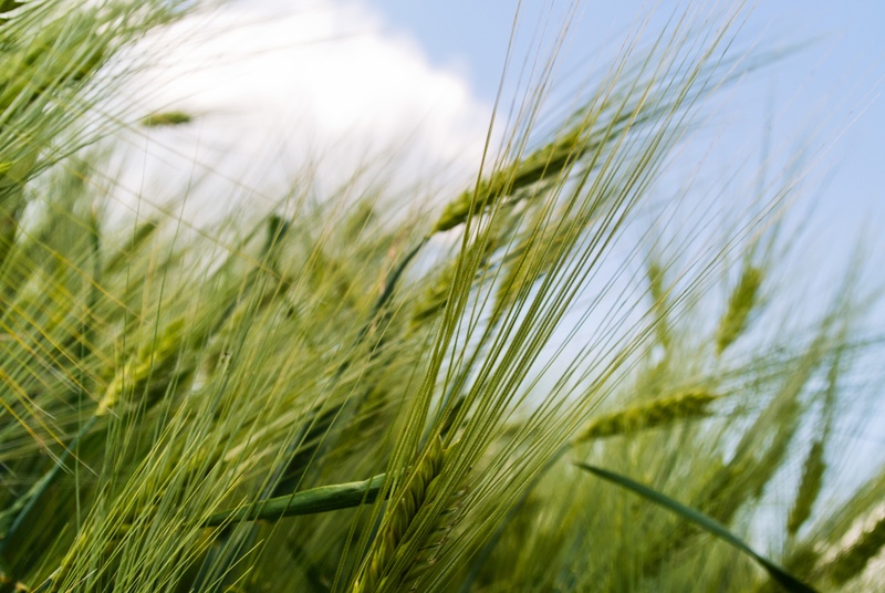 cereal plant, cereal, country, small, crop, pressed, consumption, agricultural, grow, transported, farm, wind, natural, farmer, bread, soybeans, rural scene