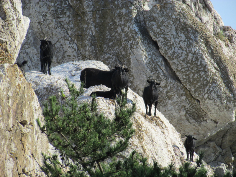 group of animals, solid, animal wildlife, outdoors, mammal, rock, plant, animals in the wild, domestic animals, domestic, animal, animal themes, herbivorous