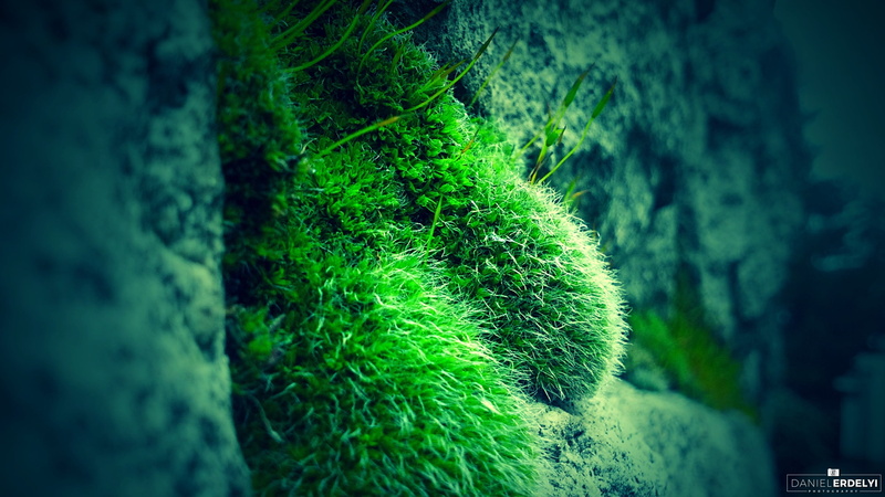 green, blue, tree, land, green color, foliage, leaf, moss, photography, growth, outdoors, tree trunk, trunk, black, selective focus, focus on foreground