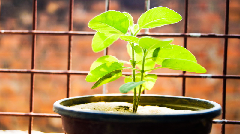 india, plant, nature, beauty in nature, day, growth, focus on foreground, herbs, green color, tulsi, small plants, close-up, potted plant, food and drink