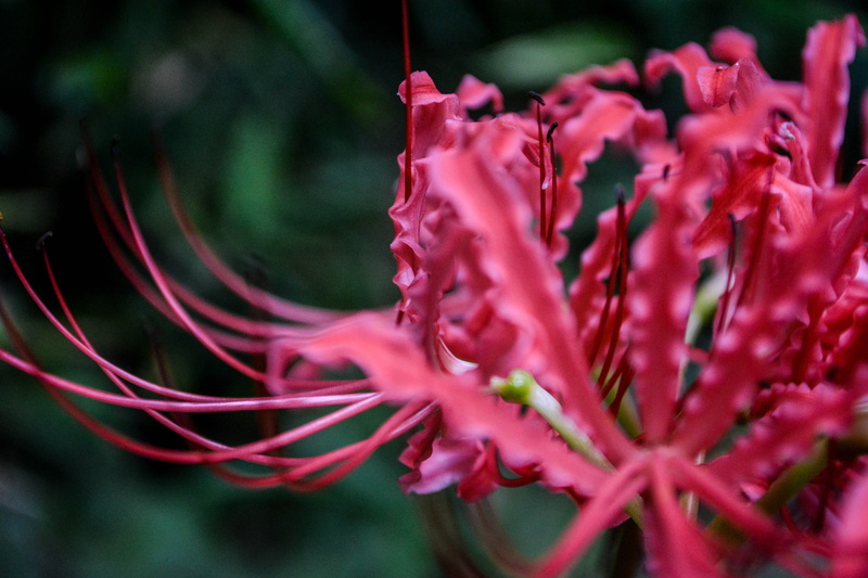 nature, 5K, inflorescence, freshness, autumn flowers, purple, growth, focus on foreground, amaryllis, flowering plant, no people, licorice, day, petal