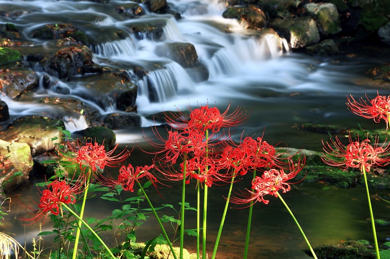 flowers, flowers for, leaf, timelapse, flowing water, day, seonunsa, stone bridge, 1080P, spider, no people, motion, water, lake, leaves, lily, plant part