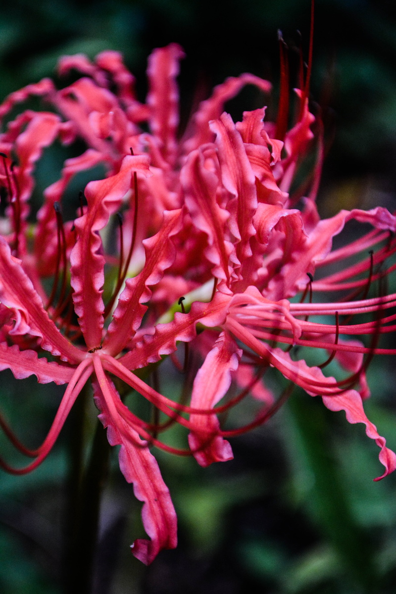natural, fragility, red, pollen, inflorescence, flower, amaryllidaceae genera, amaryllis, freshness, pink color, licorice, day, plant, japan, autumn flowers spider lily