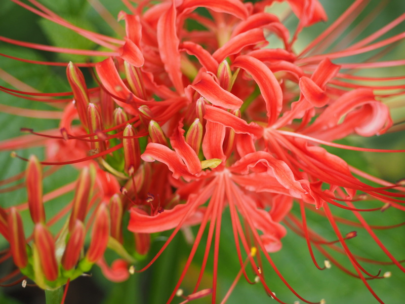 inflorescence, pollen, Spider Lily, petal, flower head, amaryllidaceae, flowering plant, plant, freshness, nature, flower, beauty in nature, day, close-up
