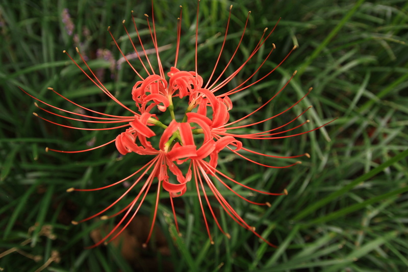 field, green color, red, petal, pollen, nature, flower, beauty in nature, 4K, lycoris squamigera, inflorescence, outdoors, flower head, flowering plant