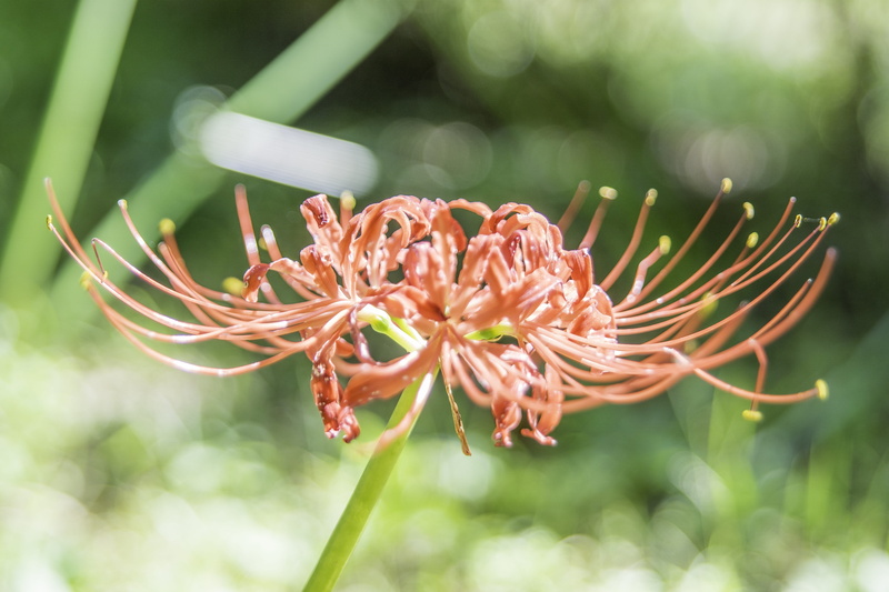 close-up, flower head, pollen, 5K, plant, plant stem, freshness, fragility, no people, springtime, red spider lily, focus on foreground, outdoors, flowering plant