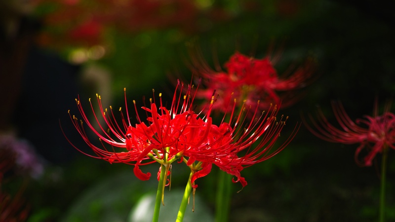 2K, gilsang, flower head, growth, fragility, inflorescence, focus on foreground, garden, pollen, flower, red, flowering plant, lycoris squamigera, xishan