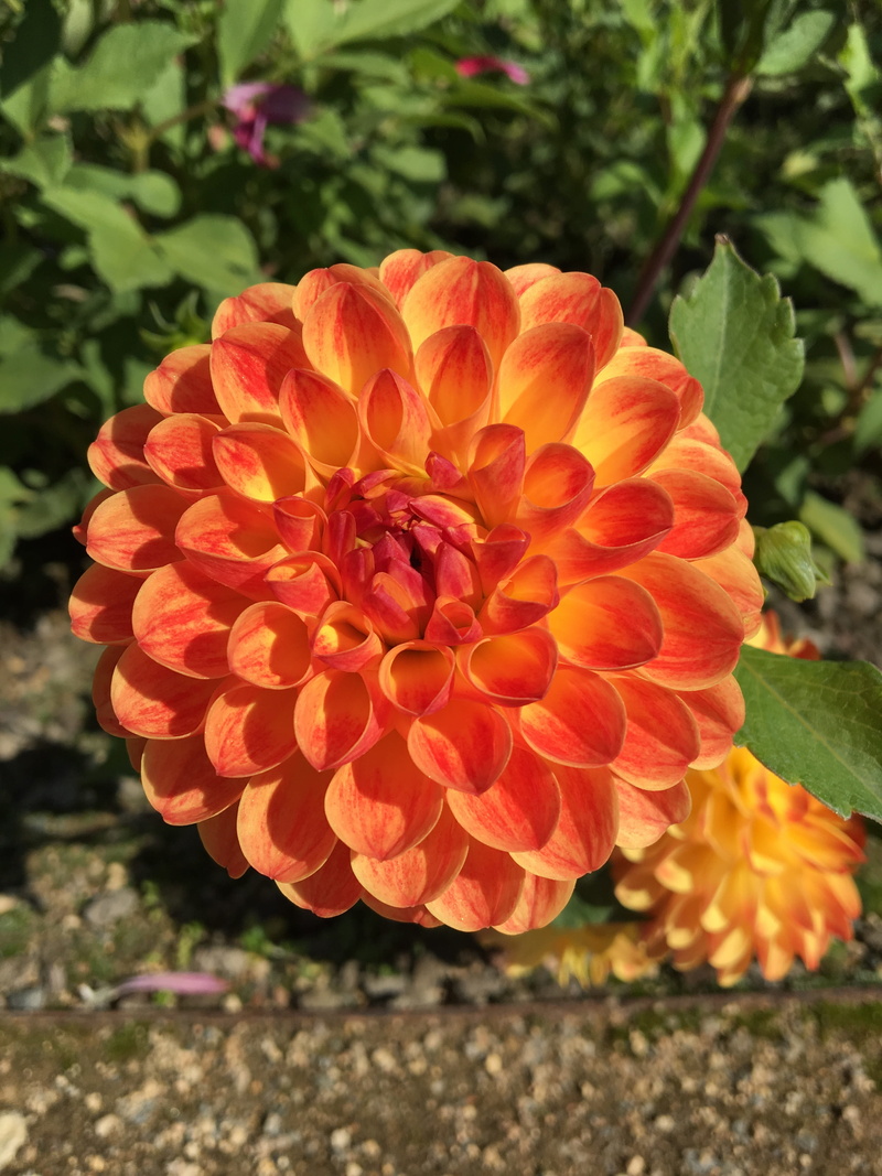 garden, vulnerability, freshness, plant, no people, beauty in nature, 4K, inflorescence, pollen, orange color, flower head, nature, xishan, fragility