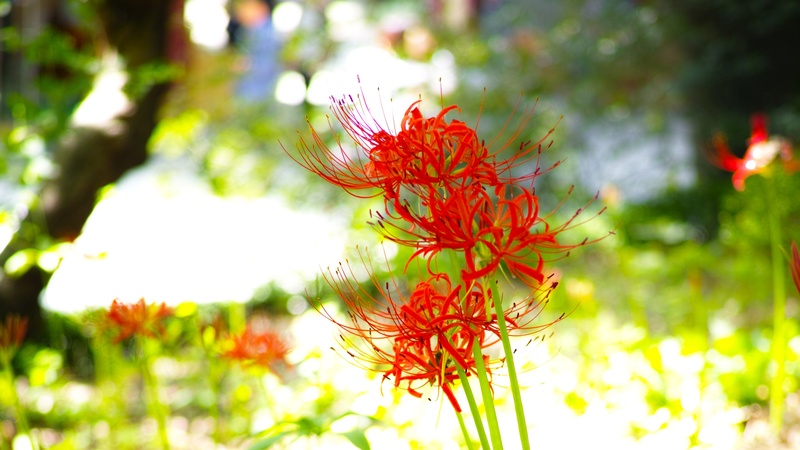 flower, sunlight, green color, flower head, nature, flowering plant, lycoris squamigera, close-up, freshness, xishan, petal, red flowers, vulnerability