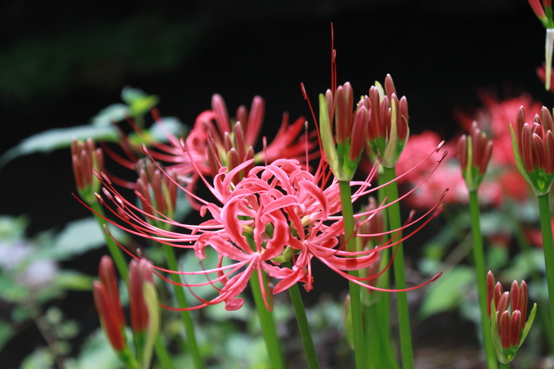 inflorescence, whatsoever, stone production, petal, selective focus, vulnerability, flowers, botany, flowers for, red, lycoris squamigera, beauty in nature