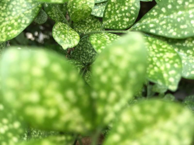 1080P, nature, close-up, day, freshness, leaves, plant, backgrounds, water, food and drink, selective focus, no people, food, growth, outfocus, outdoors