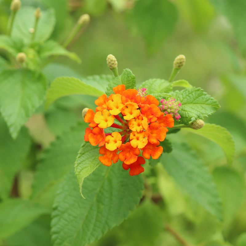 nature, republic of korea, growth, pollination, freshness, flowers, botanical garden, summer, plant, korean, south, flower head, leaf, conversation, orange