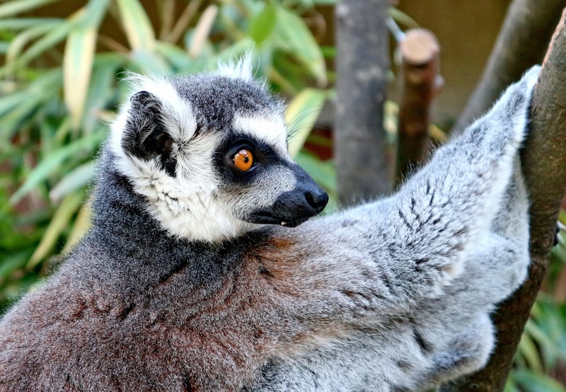 head, spotted tail, animal themes, no people, monkey, lemur catta, snout, lemur, outdoors, fur, madagascar, mammal, creature, looking, striped, tree, ears