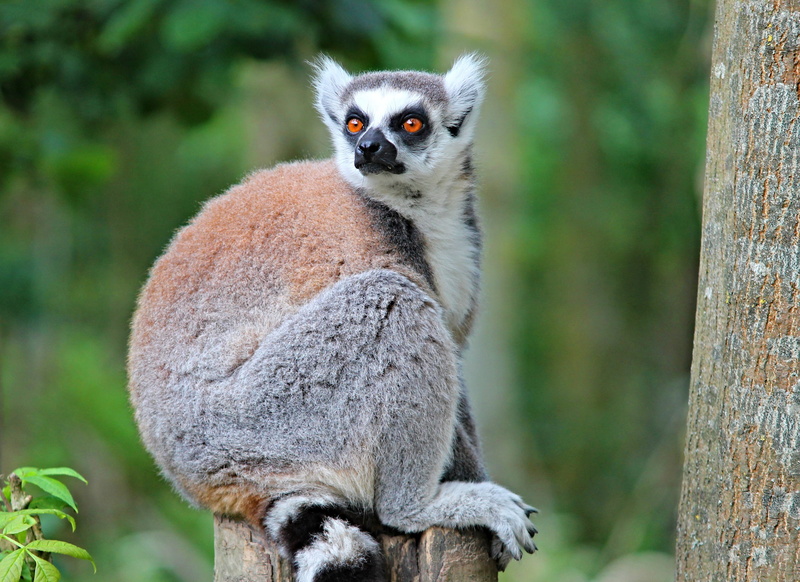 head, lemuridae, keep an eye out, day, curious, wet nose monkey, nature, species of primate, mammal, lemur, brown, spotted tail, animal wildlife, fur, sitting