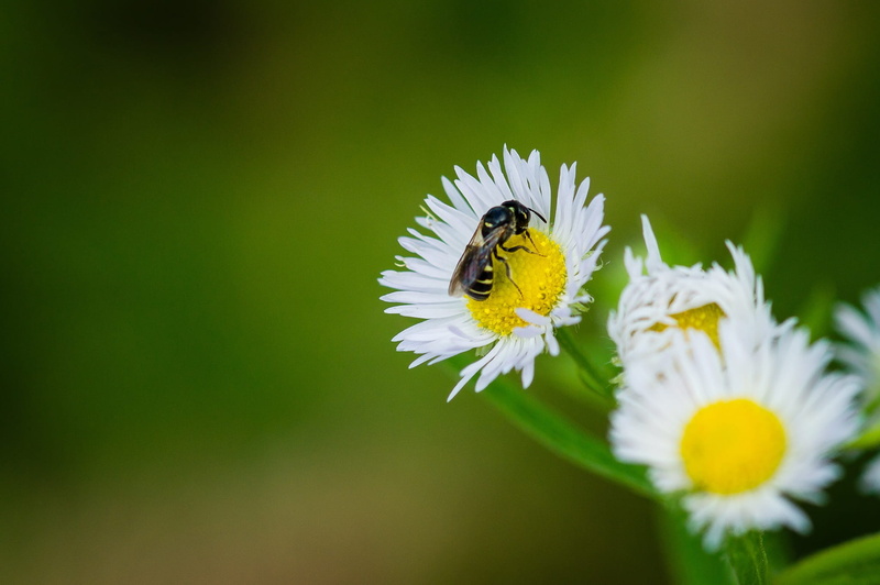 one animal, flower head, animals in the wild, out of focusing, fragility, white, green, insect, beauty in nature, plant, freshness, vulnerability, petal
