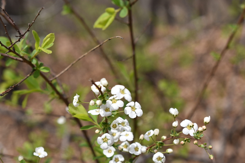 white color, no people, springtime, plant, fragility, blossom, 4K, highlight, flower, focus on foreground, out focus, out focusing, close-up, petal, nikon