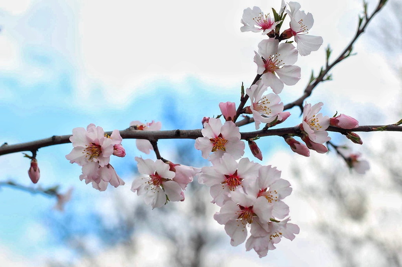 leaf, no people, tree, plant, pollen, growth, cherry tree, outdoors, garden, floral pattern, white, spring, spring flowers, cherry blossom, blossom, green