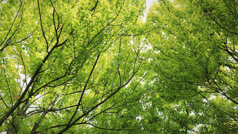 rainforest, sky, season them, rust, wood, environment, botanical garden, the leaves, plants, day, natural, low angle view, scenics - nature, abstract, trees