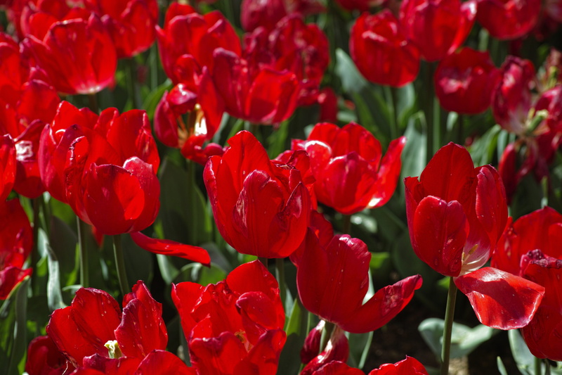garden, pattern, flower picture, flower head, close, selective focus, no people, beautiful, environmental, spring, petal, flowering plant, detail, flower