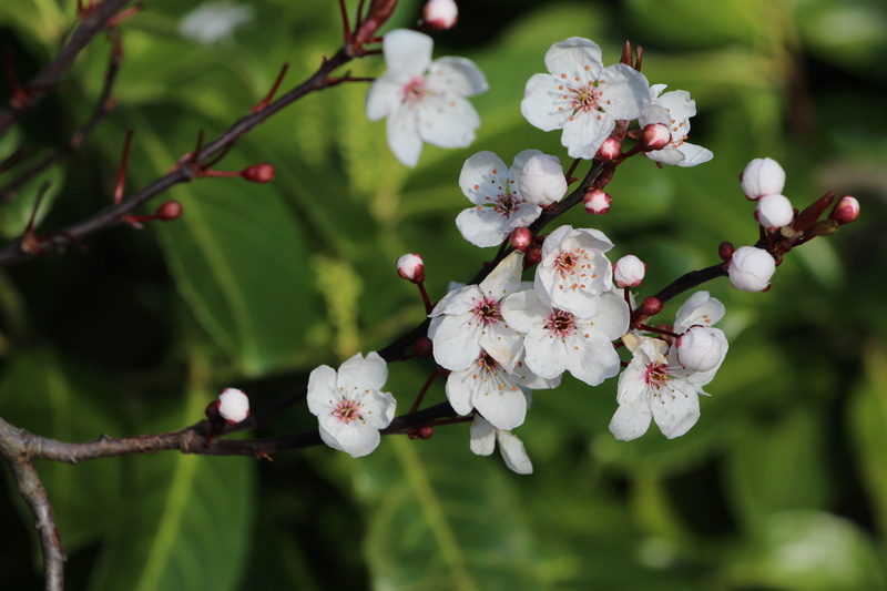 daytime, no people, petal, photography, flowering plant, flowers, vulnerability, blossom, selective, pollen, branch, freshness, tree, close-up, plum blossom