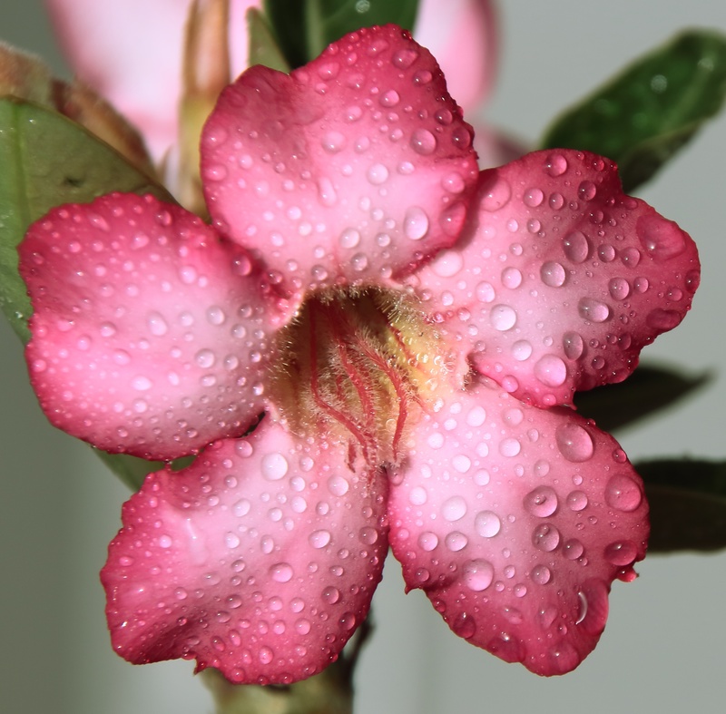 2K, pink, wild, warmth, zoom, screensaver, petaled, selective, red, image, beauty, rosa, drops, drop, flowers, photography, nature, color, beauty in nature
