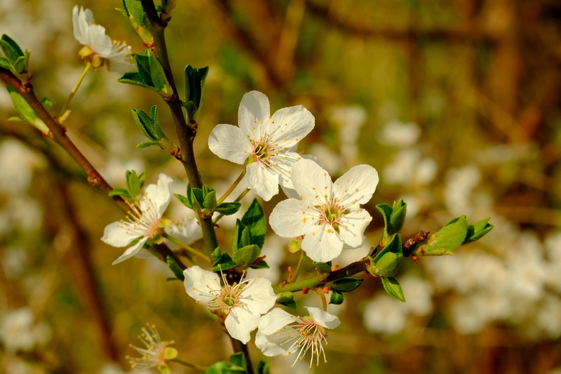 flower, blossom, tree, bloom, macro, white color, spring, flower head, vulnerability, inflorescence, fragility, focus, selective, small, white, beautiful
