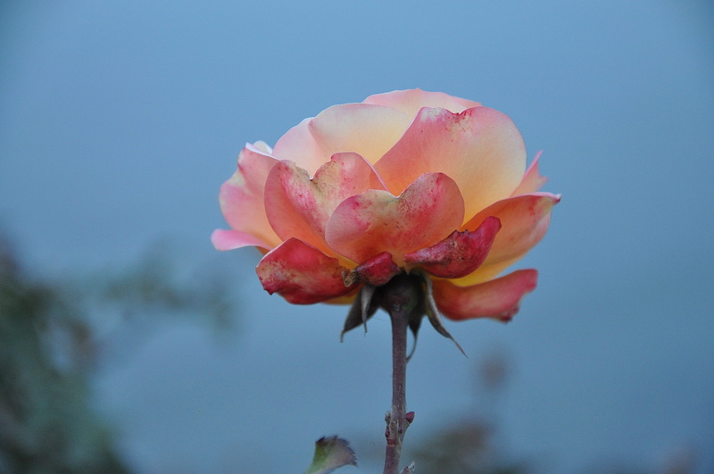 freshness, inflorescence, no people, rosids, roses, close-up, passion, pink, sepal, love, petal, growth, beauty, focus on foreground, bloom, leaves, flowery