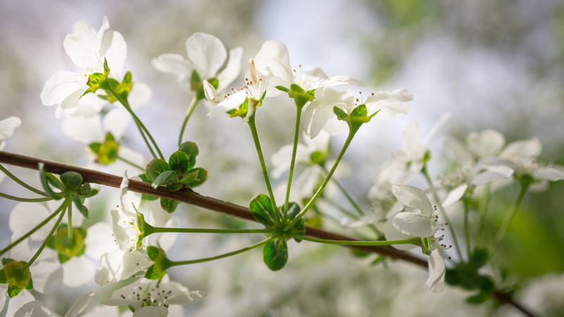plants, focus on foreground, close-up, flower tree, white flowers, no people, petal, green color, nature, flowers, selective, springtime, meadowsweet trees