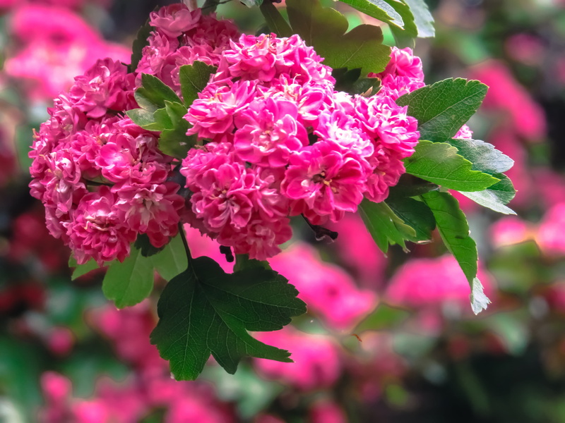 plant, trees, petaled, flower Head, beauty in nature, outdoors, fragility, lantana, marrying, mum, pink Color, 4K, focus, plant part, bunch of flowers
