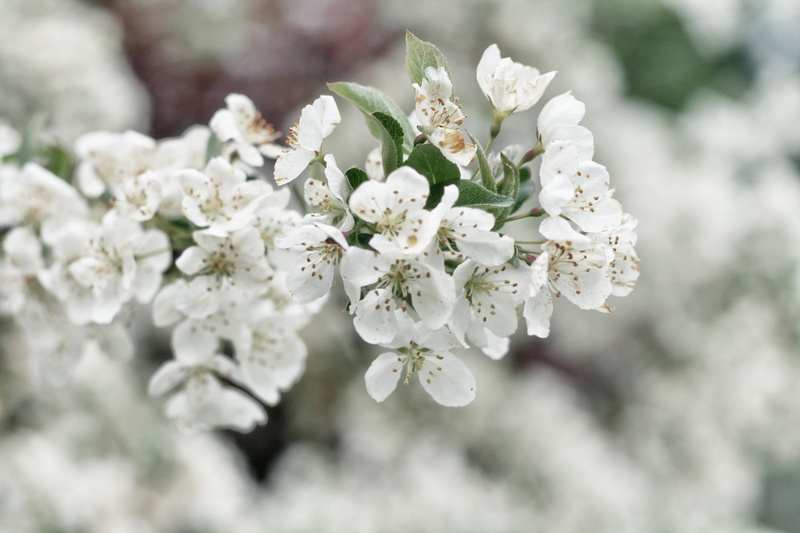 petaled, season, flower, bloom, fragility, springtime, macro, focus, selective focus, photography, plant, focus on foreground, beauty In Nature, 2K, winter