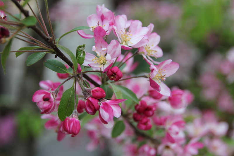 nature, fragility, flowers, Blossom, botany, selective, plant part, Pink, flowering plant, Spring, cherry tree, flower Head, freshness, photo, inflorescence