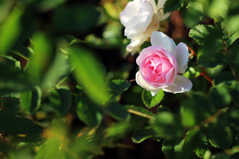 growth, selective, inflorescence, bloom, close-up, plant, day, pink color, no people, beauty in nature, outdoors, rose, focus, pink, pink rose, flowering plant