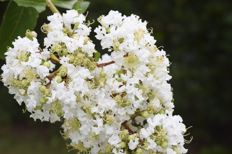 branch, day, cute, bright, pollinate, flower arrangement, freshness, gardening, beauty in nature, petal, small, inflorescence, green, 5K, leaves, flower garden
