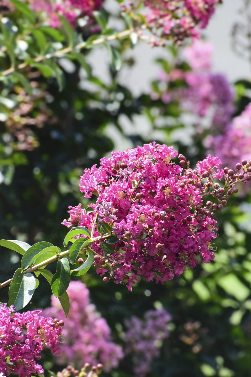 flower head, flora, springtime, myrtle, sunny, crape myrtle, flower, outdoor, nature, botany, close-up, selective focus, flowering plant, bloom, summer
