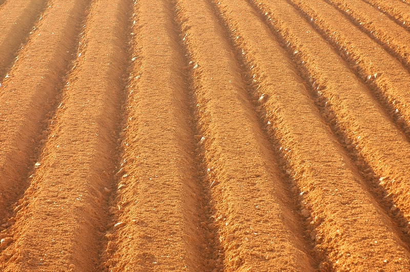 no people, sulcus, environment, pattern, land, tranquility, field, brown, rural scene, nature, landscape, sunlight, gold colored, outdoors, high angle view