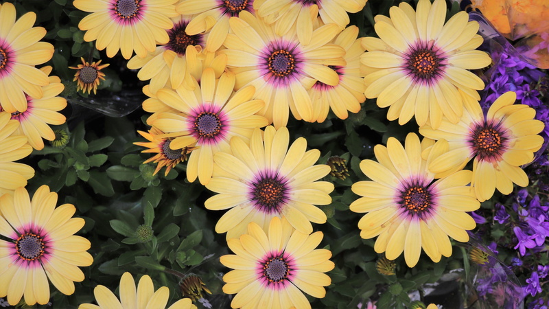 freshness, chrysanthemum, inflorescence, background photo, flower, blossom, pink color, spring, high angle view, yellow flowers, often
