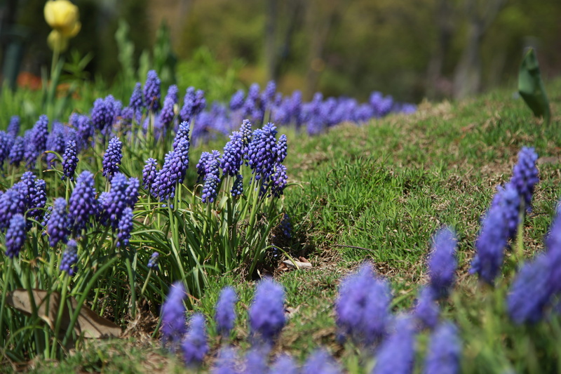 grape hyacinth, muscari, purple, springtime, nature, freshness, inflorescence, plant, 5K, flower head, close-up, flower, fragility, lavender, vulnerability