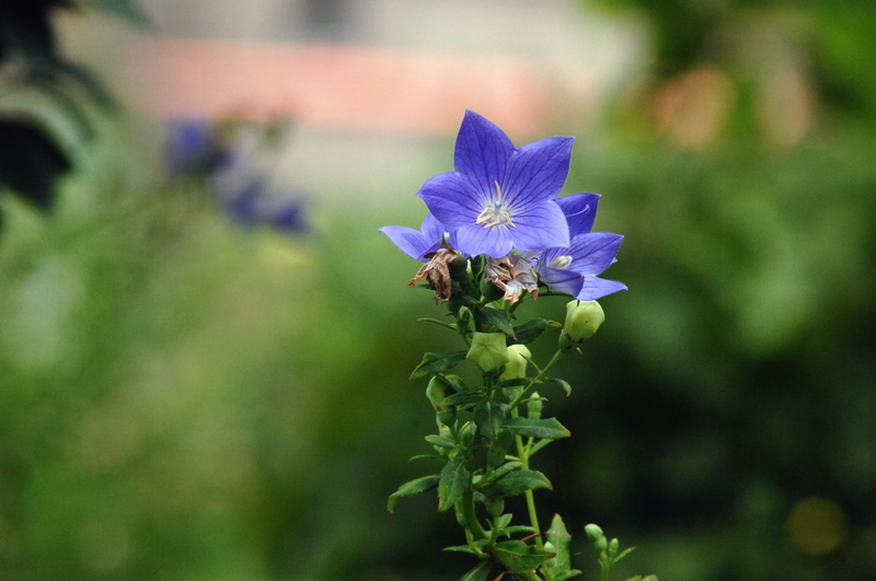 field, flowering plant, bellflower flower, growth, plant, animal themes, bee, animal, 2K, focus on foreground, petal, no people, purple, inflorescence