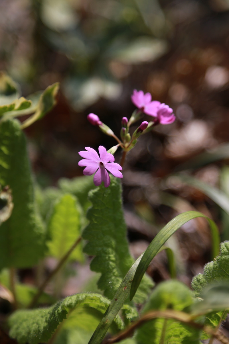 leaf, flowering, beauty in nature, plant part, plant, green color, spring, 5K, outdoors, growth, wildflower, pink color, garden, wild, fragility, day