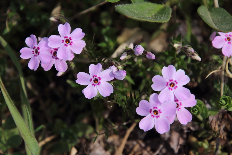 close-up, flower, moss phlox, pollen, beauty in nature, flowers, plant, fragility, pink, freshness, nature, focus on foreground, pink color, day, flower head