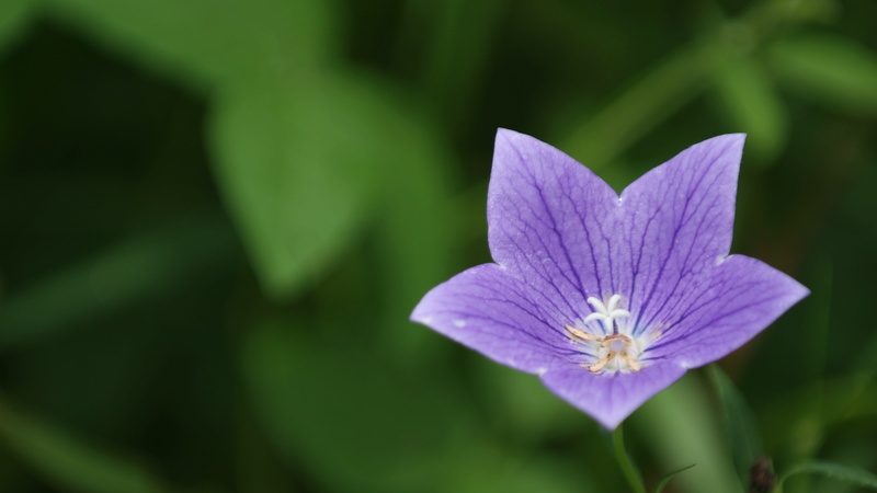 5K, nature, bellflower, pollen, fragility, growth, petal, flower head, vulnerability, no people, inflorescence, this type, plant, close-up, plant part
