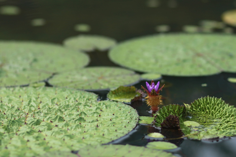 blossom, pond, beauty in nature, peaks, flowers, kite, selective focus, lily, behold, plant part, green color, close-up, pond plants, floating on water
