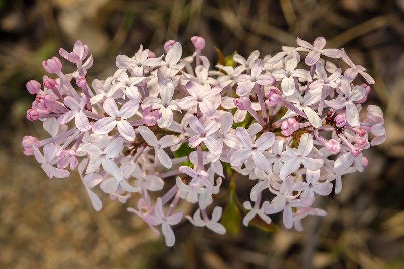 flowering plant, purple, blossom, pink color, focus on foreground, 4K, lilac, spring flowers, growth, petal, pink flower, spring, flower head, pink, close-up