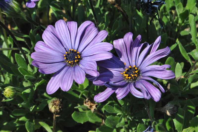 pollination, flower gardens, beauty in nature, behold, flowering plant, close-up, high angle view, day, petal, nature, osteospermum, purple flowers, 4K