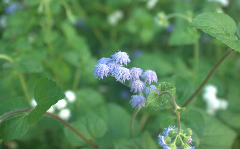 softness, beauty in nature, fragility, close-up, green color, vulnerability, purple, flowering plant, flowers, growth, 2K, plant, plants, no people, lilac