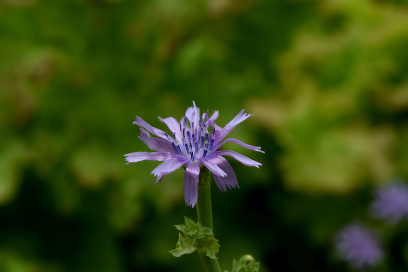 pollen, fragility, bright, close-up, behold, purple flowers, see flowers, background, flowers, 5K, day, nature, flower head, focus on foreground, beauty in nature