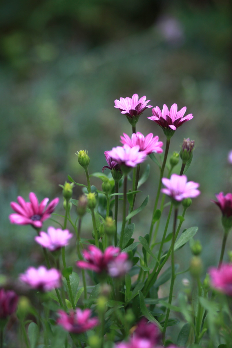 bud, field, blossom, outdoors, plant, land, buds, landscape, cute, beautiful, flowers, purple, wild plants, close-up, spring, freshness, flower, behold