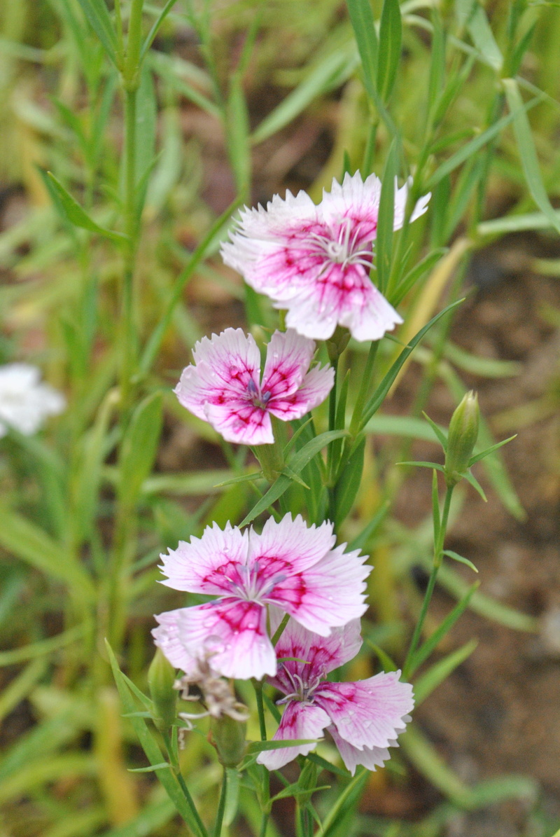 flower, nature, plants, vulnerability, beauty in nature, inflorescence, plant stem, growth, petal, pink color, forest, focus on foreground, flowering plant