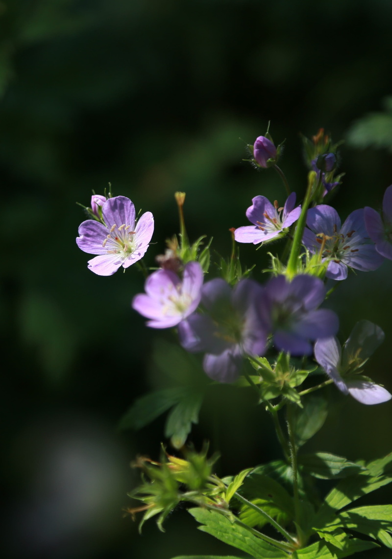 wildflower, plant, vulnerability, medicinal plants, petal, freshness, geranium sibiricum, behold, selective focus, rats seed pool, focus on foreground