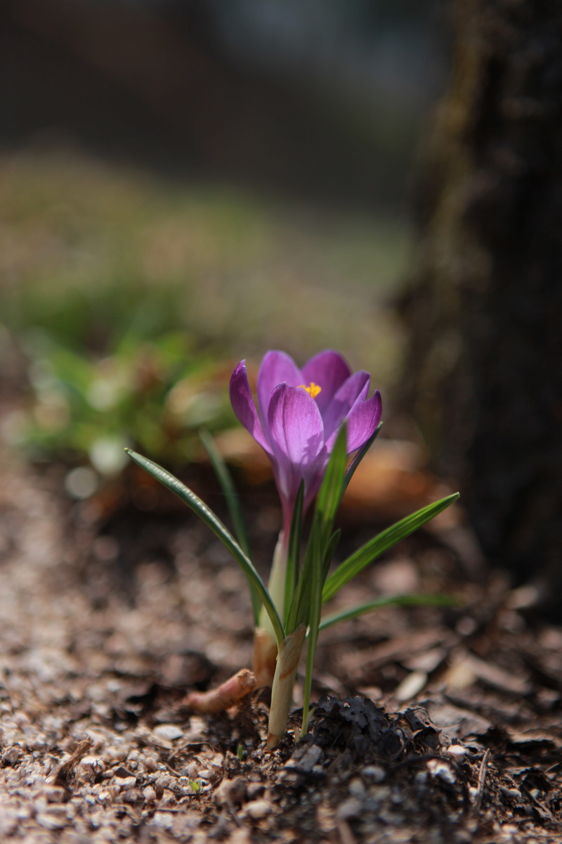 focus on foreground, growth, day, wild plants, iridaceae, no people, 5K, wildflower, land, beauty in nature, wild, plant, field, plants, nature, purple